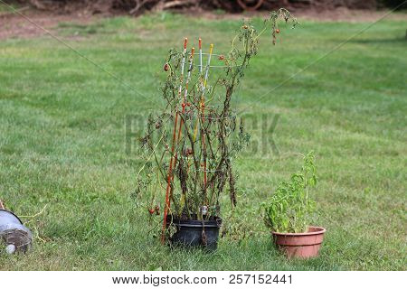 Sick Tomatoes In The Garden, The Vegetables Infected With Late Blight, A Blight On The Crop