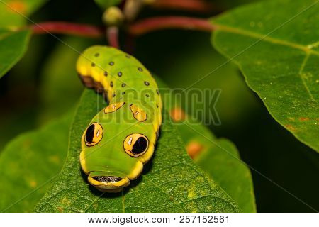 A Close Up Of A Spicebush Swallowtail Butterfly Caterpillar.