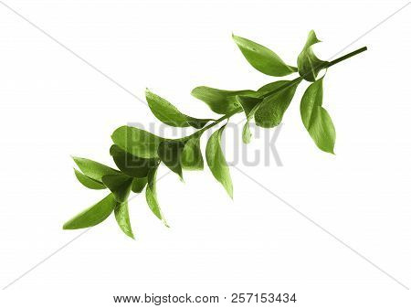 Branch With Fresh Green Ruscus Leaves On White Background