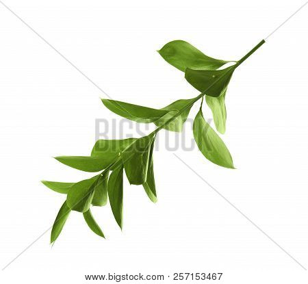 Branch With Fresh Green Ruscus Leaves On White Background