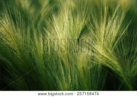 Green Fluffy Grass. Hordeum Jubatum