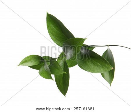 Ruscus Branch With Fresh Green Leaves On White Background