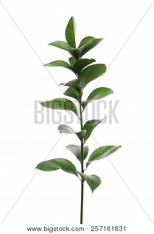 Ruscus Branch With Fresh Green Leaves On White Background