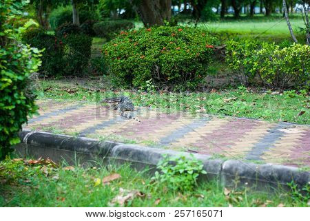Monitor Lizard Climb Up From A Lake Wandering On Concrete Walkpath Tracking Some Smell