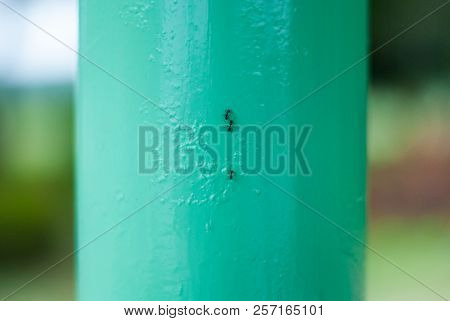 Three Black Ants Moving Up And Down On The Steel Post While Touching Their Antenna For Communication