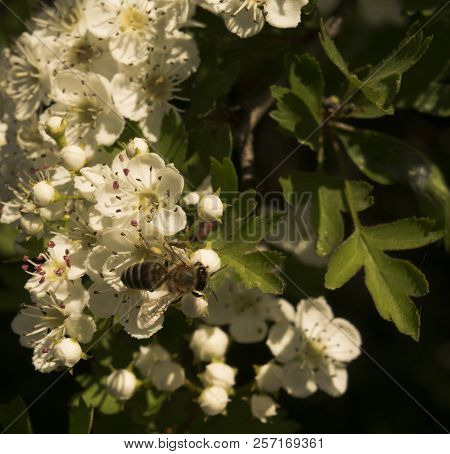 Small Bee On Hawthorn Blossom During The Spring
