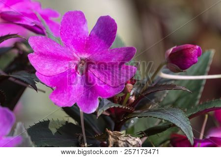 Dipladenia Mandevilla In Bloom In Spring
