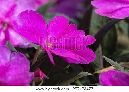 Dipladenia Mandevilla In Bloom In Spring