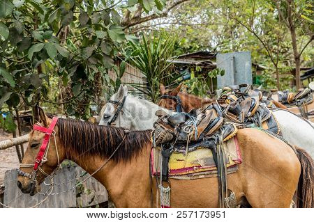 Copan Town, Copan, Honduras. February 2018. A View Of Horses In Copan Town In Honduras