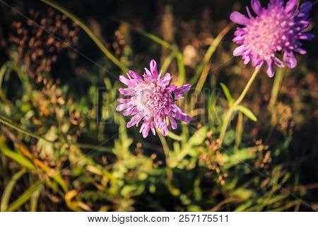 Knáutia Arvénsis, A Perennial Beautiful Plant, A Pleasant Pink-lilac Shade.