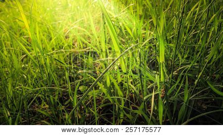 Juicy, Dense Grass, Like A Small Forest, Plays In Sunlight In All Shades From Light Green To Emerald