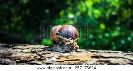 A Large Beautiful Snail Makes A Leisurely Walk Along The Bark Of The Old Tree.