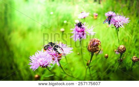 Bright Bumblebees And Beautiful Moths Gather Nectar From Pink-purple Flowers.