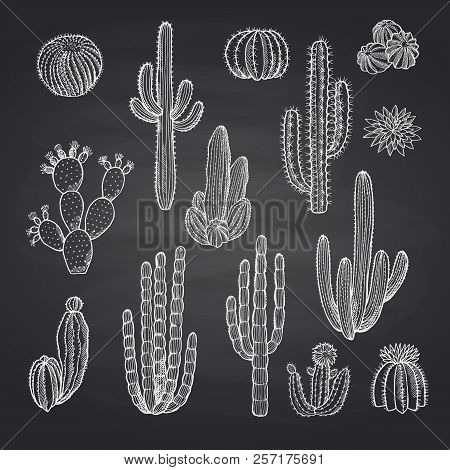 Vector Hand Drawn Wild Cacti Plants Set On Black Chalkboard Background Illustration