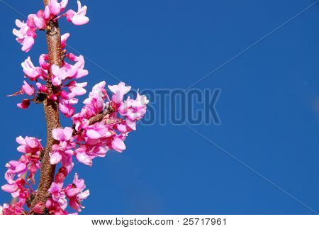 Pembe bahar çiçekleri