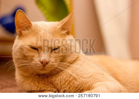Cat With Green Eyes Adorable, Face, Whiskers, One