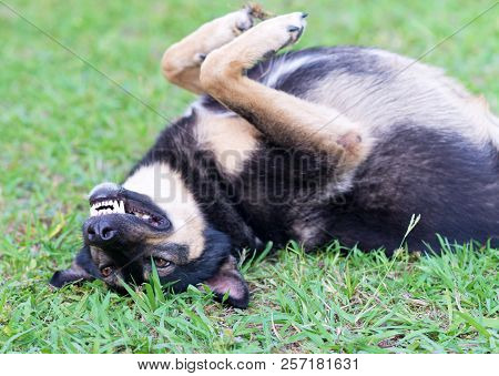 Image Of Dog Lying On The Grass