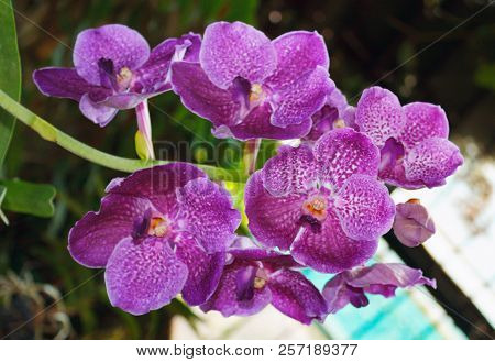 Beautiful Pink Orchid Branch Variety Phalaenopsis Vanda
