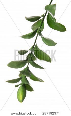 Ruscus Branch With Fresh Green Leaves On White Background