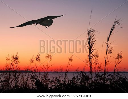 Möwe, fliegen am Meer bei Sonnenuntergang