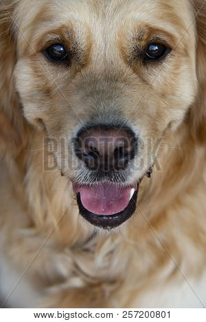 Close Up On Golden Retriver Labrador Dog