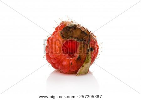 Rotten Raspberry With Mold Cutout On White Background. Uneatable Unhealthy Fruit.