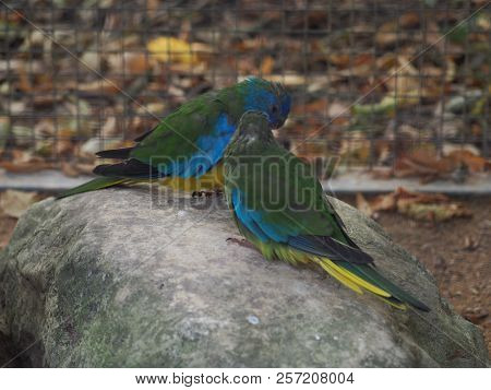 Scarlet-chested Parrots (neophema Splendida), Known Alternately As Scarlet-breasted Parrot, Orange-t