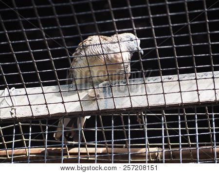 Photography Of A Laughing Dove (scientific Name: Spilopelia Senegalensis)