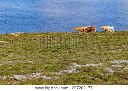 Cows In A Farm With Galway Bay In Background