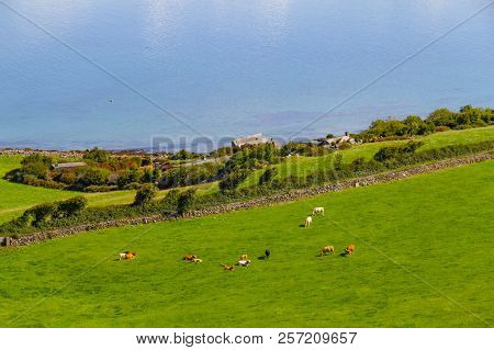 Farms With Cow In Burren Way Trail With Galway Bay