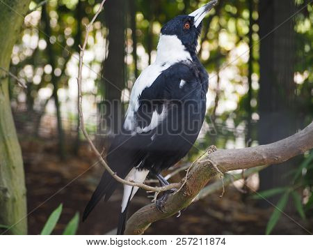 Photography Of An Australian Magpie (scientific Name: Gymnorhina Tibicen)