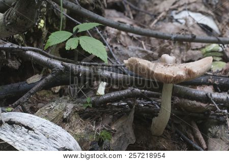 Deer Mushroom (pluteus Cervinus) Near A Birch Tree Stump