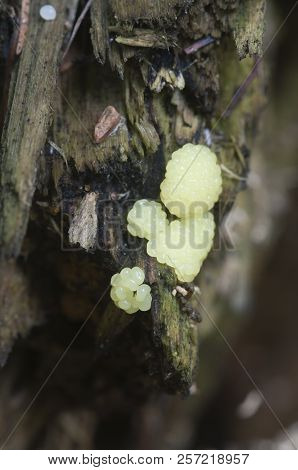Ceratiomyxa Fruticulosa Slime Mould On An Old Stump