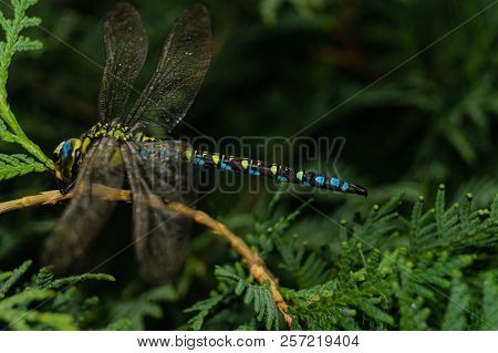 The Hawker Aeshna Cyanea Is Very Colourful Dragonfly