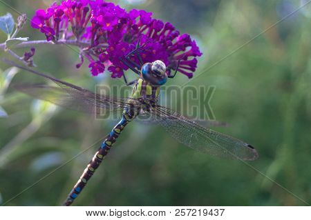 The Hawker Aeshna Cyanea Is Very Colourful Dragonfly