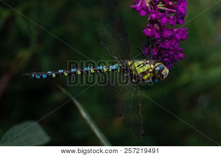 The Hawker Aeshna Cyanea Is Very Colourful Dragonfly