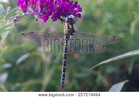 The Hawker Aeshna Cyanea Is Very Colourful Dragonfly