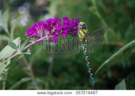 The Hawker Aeshna Cyanea Is Very Colourful Dragonfly