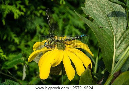 The Hawker Aeshna Cyanea Is Very Colourful Dragonfly