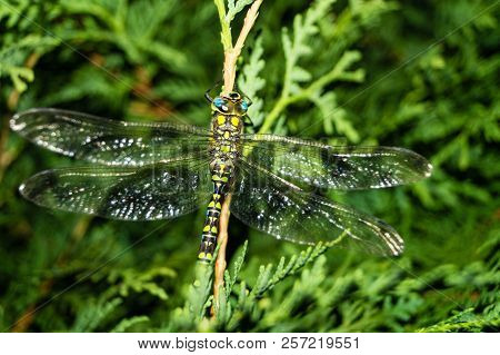 The Hawker Aeshna Cyanea Is Very Colourful Dragonfly