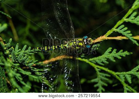 The Hawker Aeshna Cyanea Is Very Colourful Dragonfly