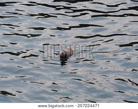 Humboldt Penguin (scientific Name: Spheniscus Humboldti), Also Known As Chilean Penguin, Peruvian Pe