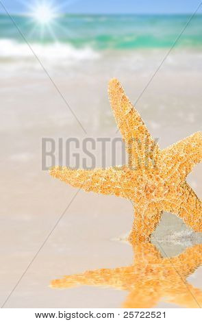 ปลาดาวสวย โดย tidepool บนชายหาดทะเลที่สวยงามในระยะ