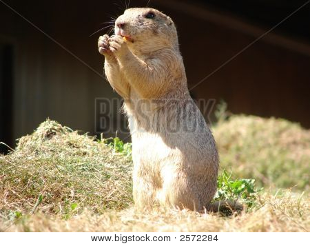 Svišť
