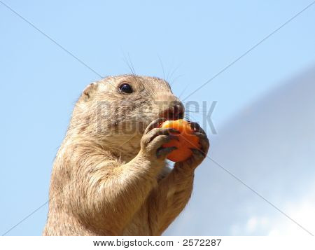 Svišť