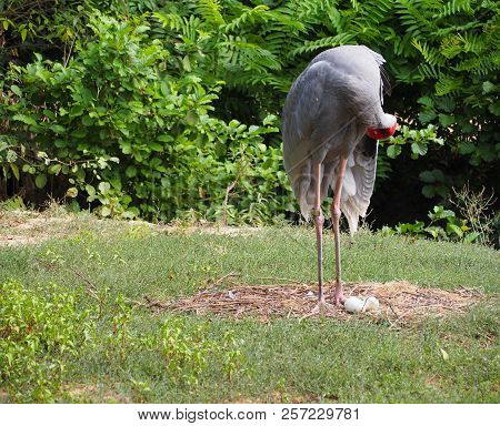 Photography Of A Sarus Crane (scientific Name: Antigone Antigone)