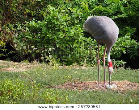 Photography Of A Sarus Crane (scientific Name: Antigone Antigone)