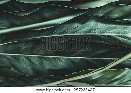 Green Galangal Leaves Background Of The Tropical Plants Which Has Jungle Dark Green Foliage. Texture