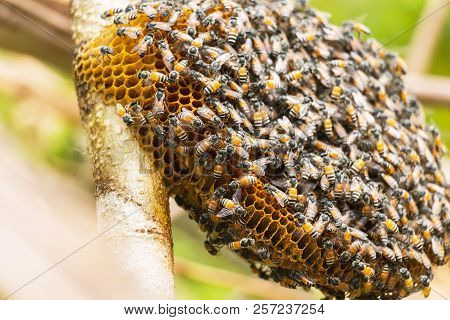 Honeycomb And Bee Or Apis Florea On Moringa Tree And Blur Green Leaves Background.