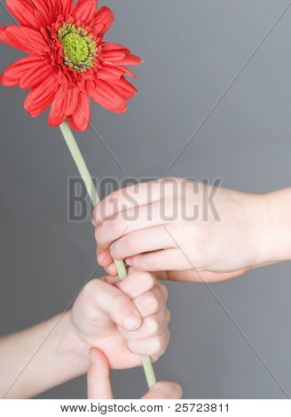 Filho menor, dando maior filho de uma flor